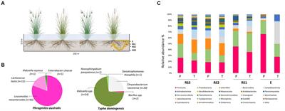 Plant species influences the composition of root system microbiome and its antibiotic resistance profile in a constructed wetland receiving primary treated wastewater